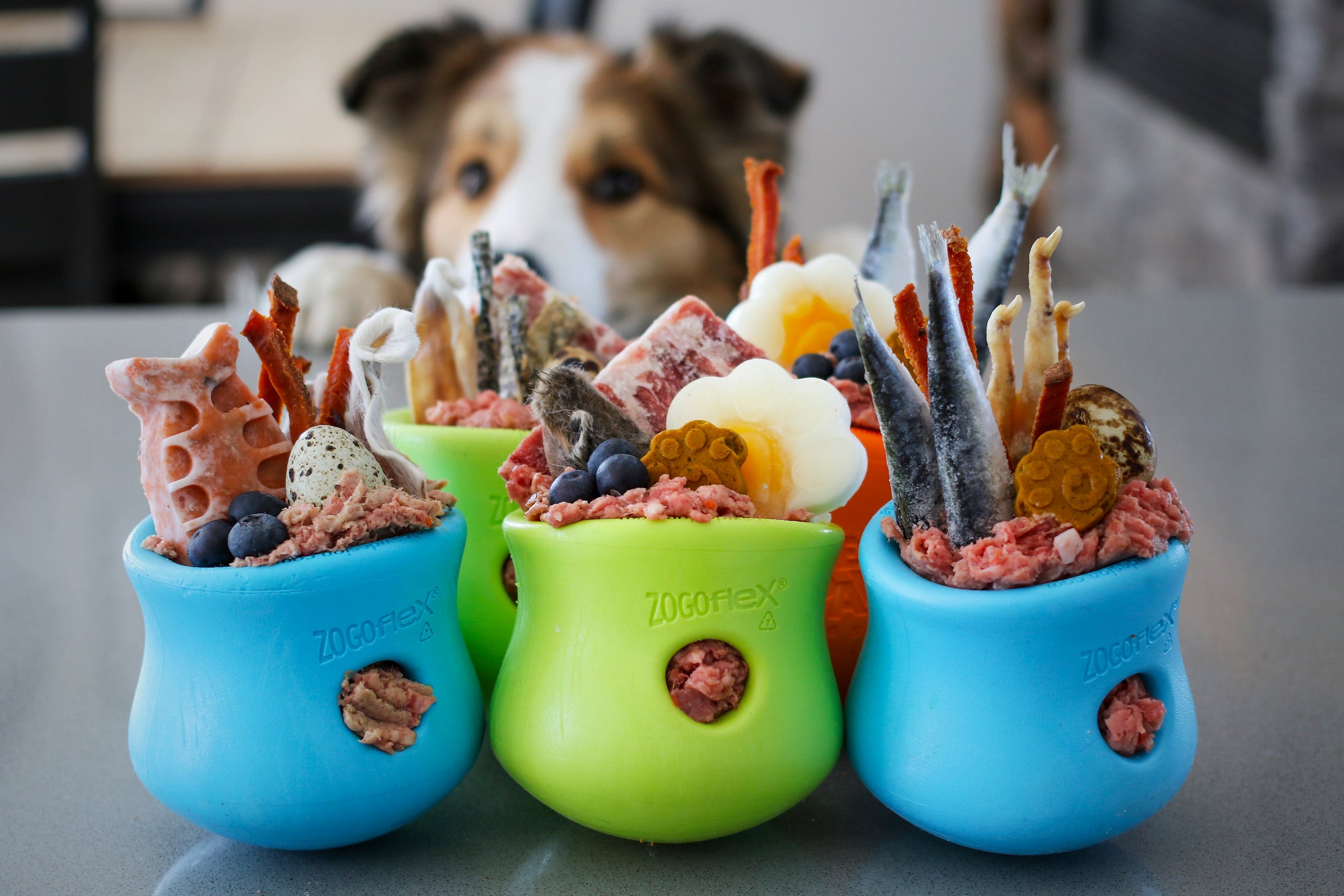DIY Plastic-Free Food Puzzle for Dogs - Oh My Dog!