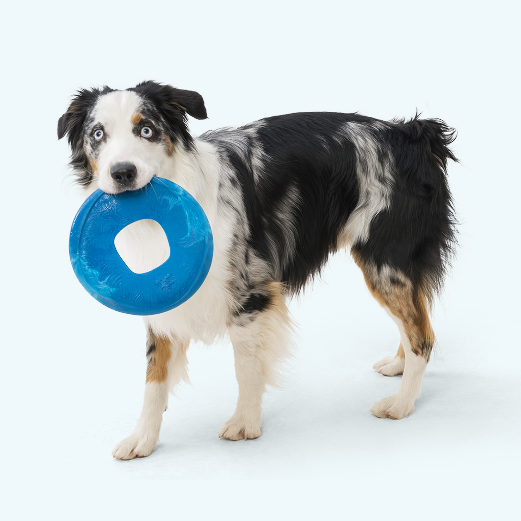 Sailz Seaflex Soft Dog High Flying Disc Toy Dog Disc with Hole West Paw