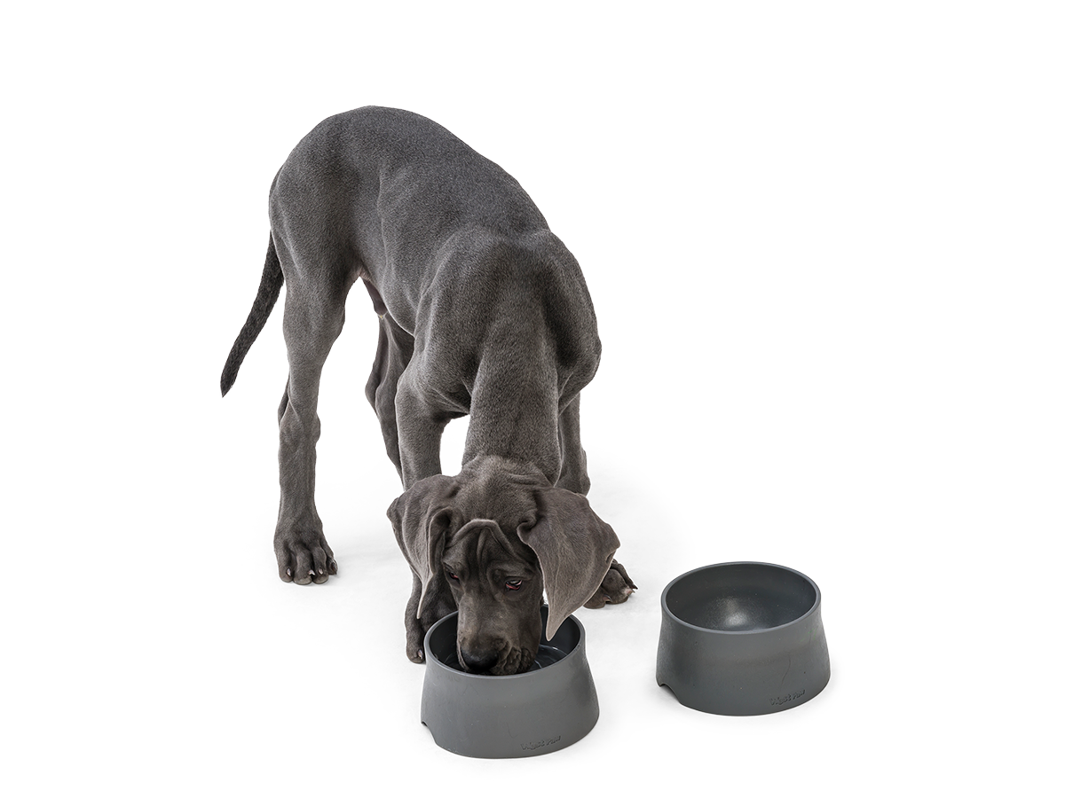 Anti-Slip Elevated Dog Bowls Raised Pet Feeder for Small Medium Large Dogs  Elevated Dog Bowl Dog Cat Food Water Feeder Dish