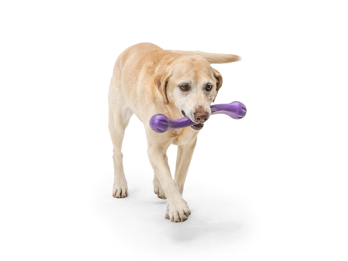 http://www.westpaw.com/cdn/shop/products/ZWIG_EGGPLANT_YELLOW-LAB_IN-MOUTH_1.png?v=1614387084&width=2000