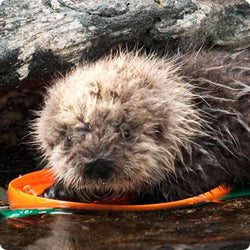 Baby sea otter has good taste in dog toys