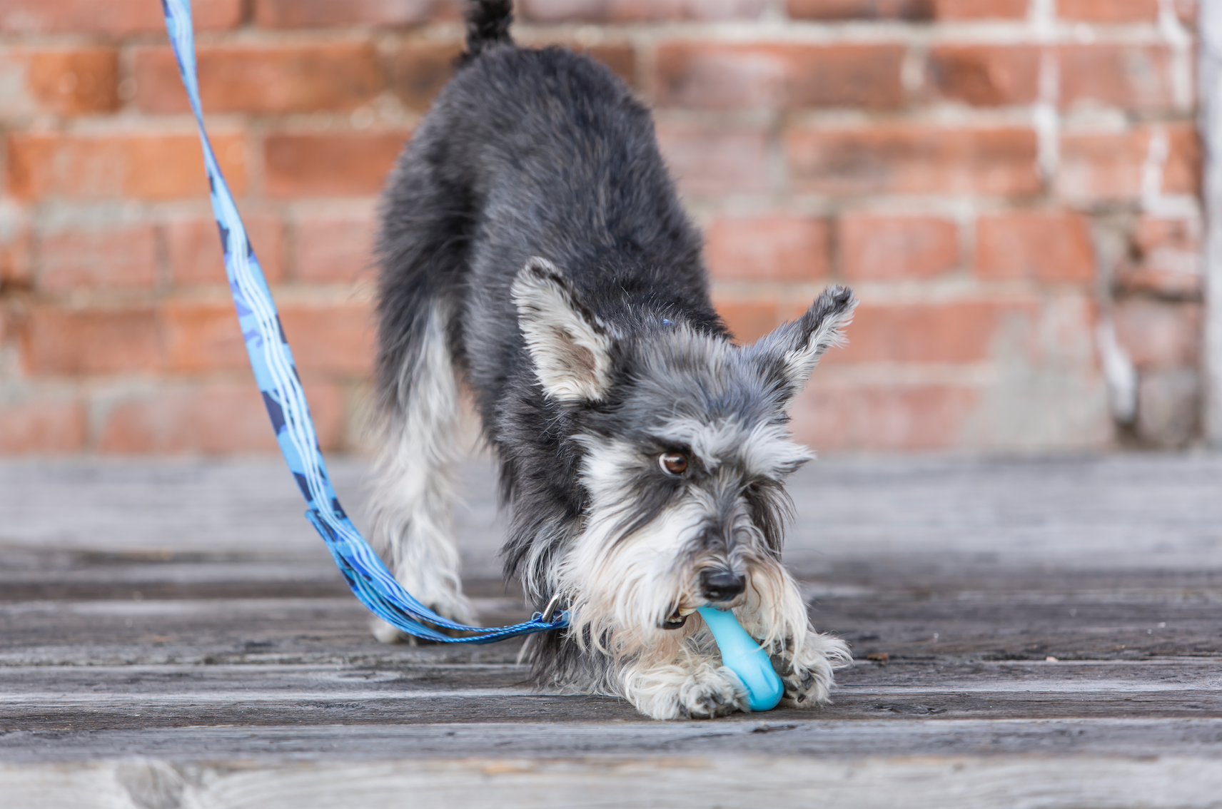 Chew Squad Trends Report on Collars and Leashes