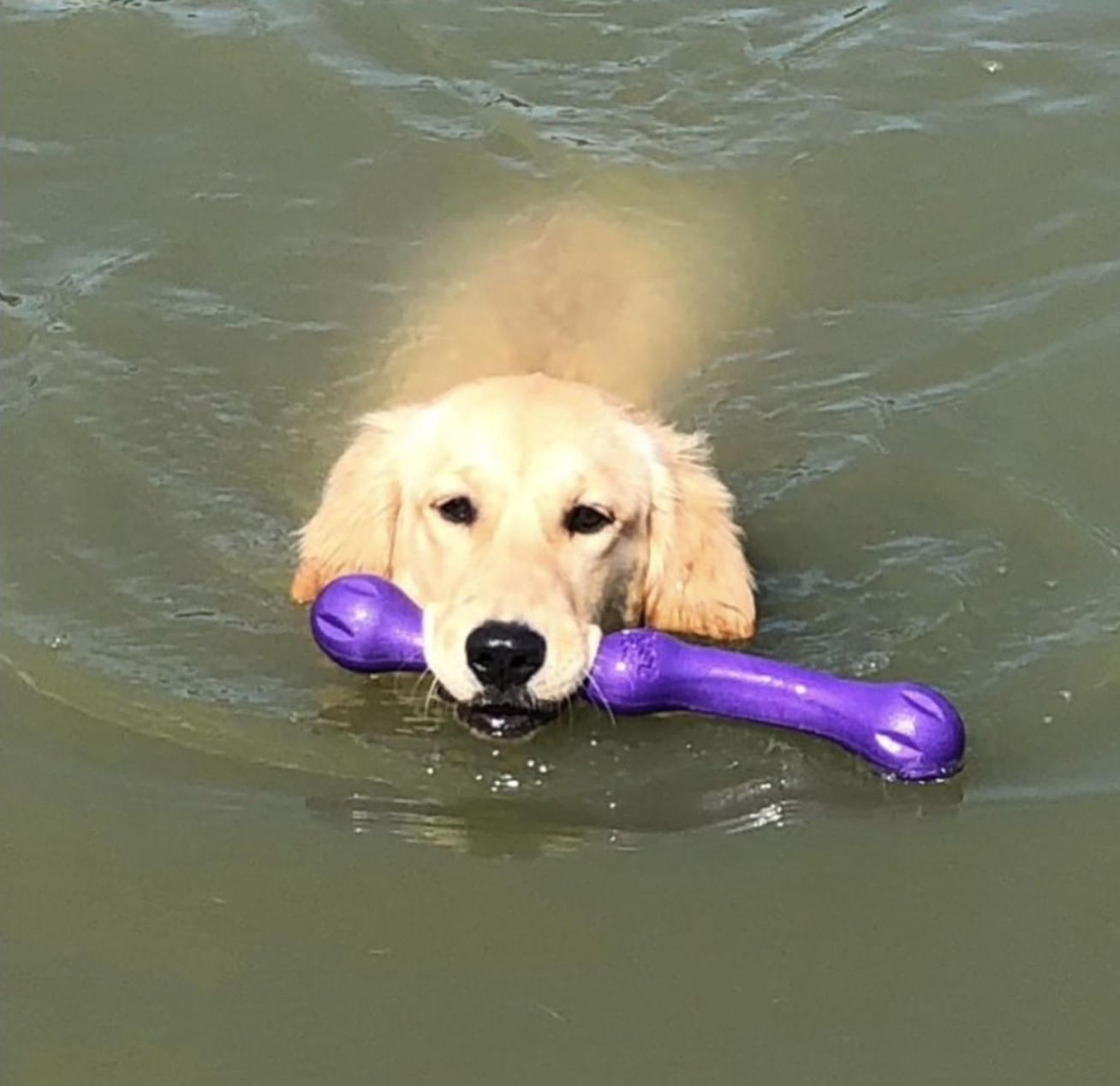 Water Wisdom:  Safety Tips for Swimming Dogs