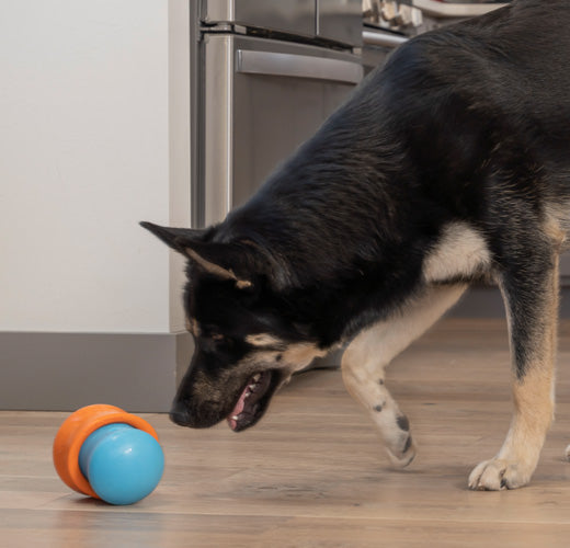 Unleashing Enrichment:  Elevate Your Dog Training Game with West Paw's Interactive Toys!