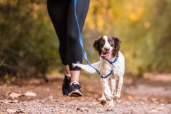 Top 5 reasons to walk your dog