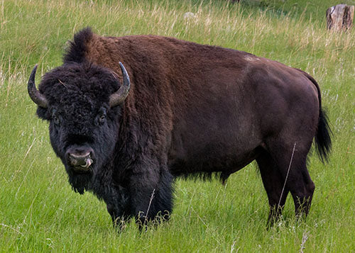 Benefits of Bison Treats for Dogs