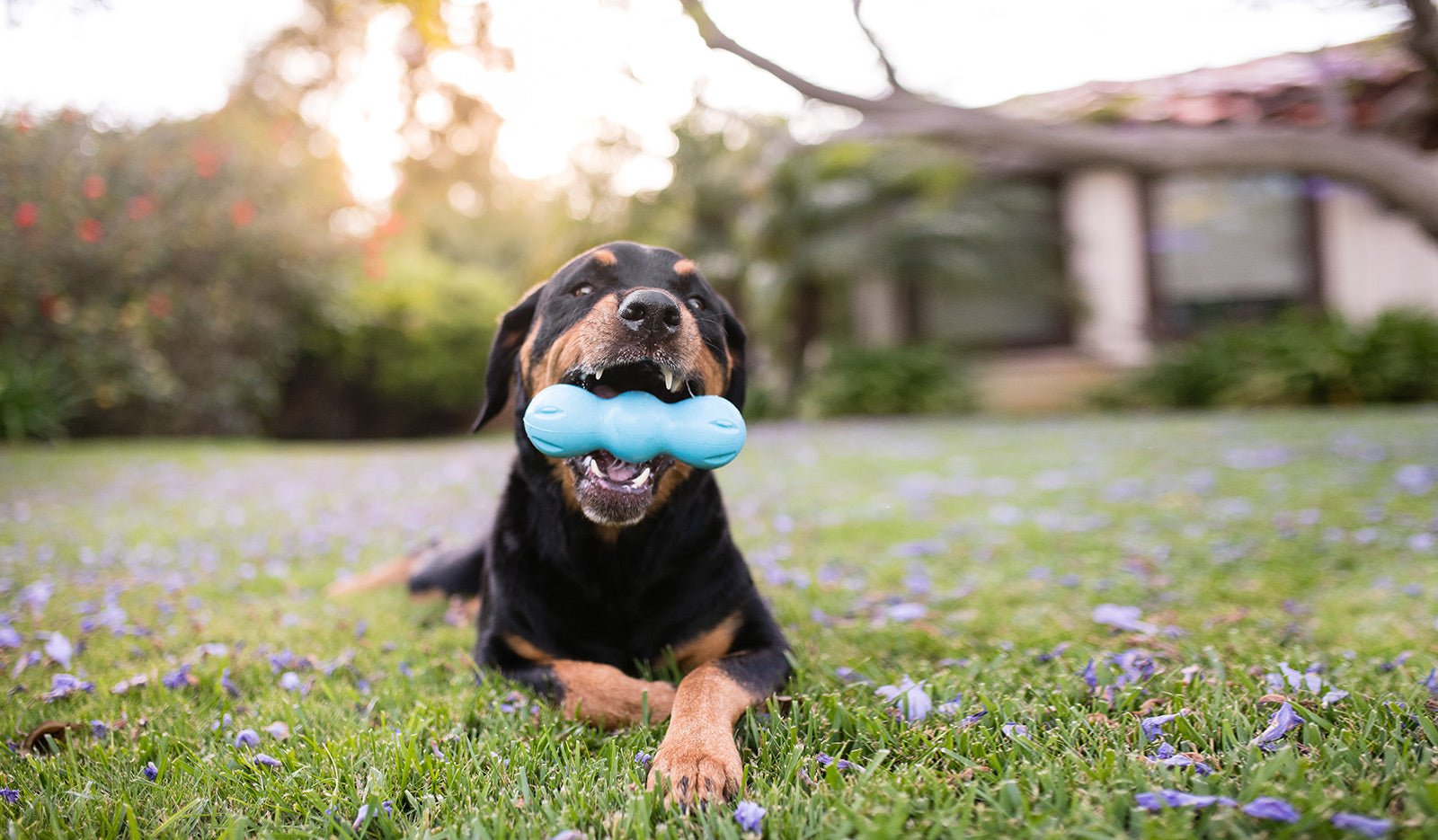 dogs-toys-and-treats-dogs-beds-west-paw-inc