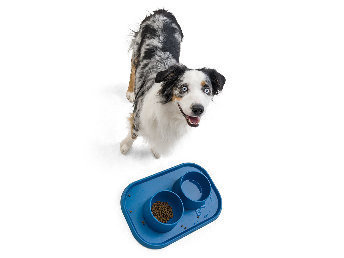 S'well Stainless Steel Dog Bowls – The Dog Bar