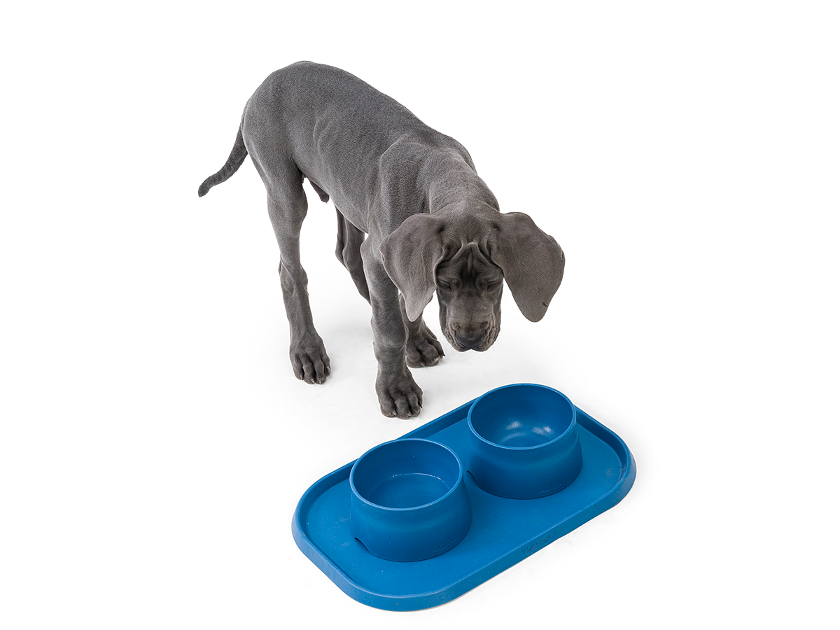 Dogit 2-in-1 Elevated Dish / Bowl Large - Black - Dog Bowls & Feeding -  Tates