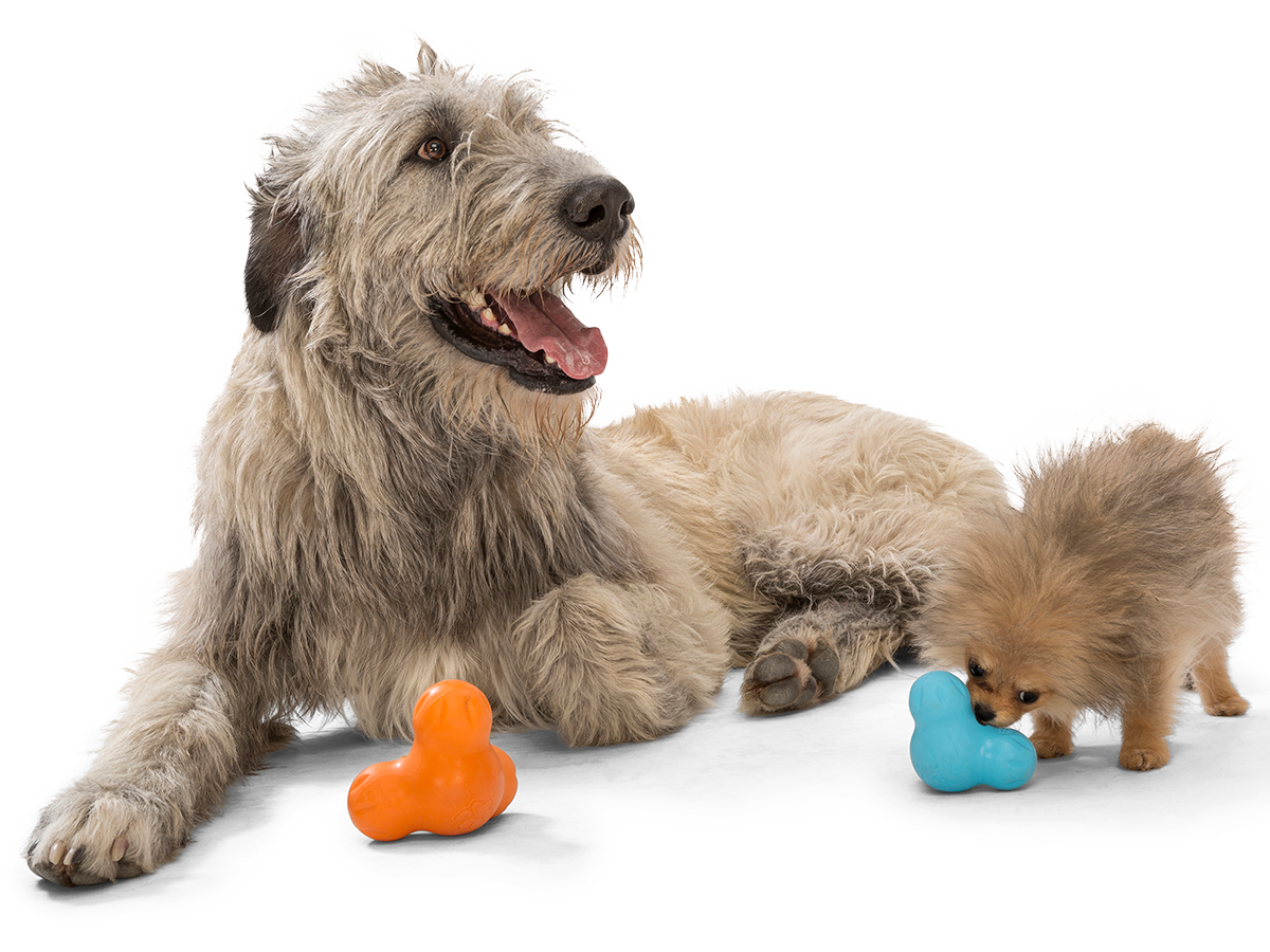 Finding The Best Dog Chew Toys For Your Australian Shepherd